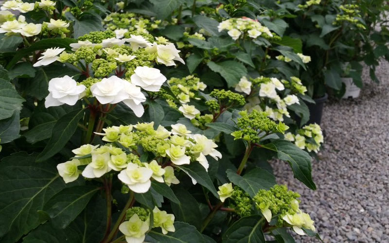  Double Delights Wedding Gown Lacecap Hydrangea - 3 Gallon Pot