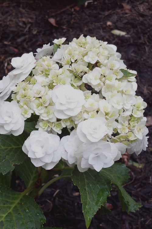  Double Delights Wedding Gown Lacecap Hydrangea - 3 Gallon Pot
