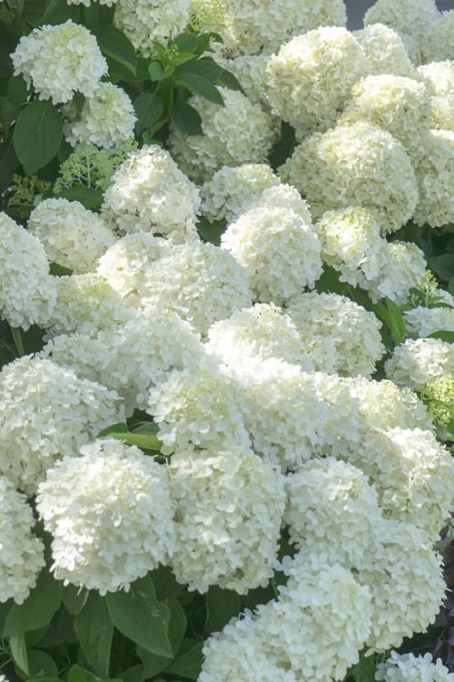  White Wedding Hydrangea - 2 Gallon Pot