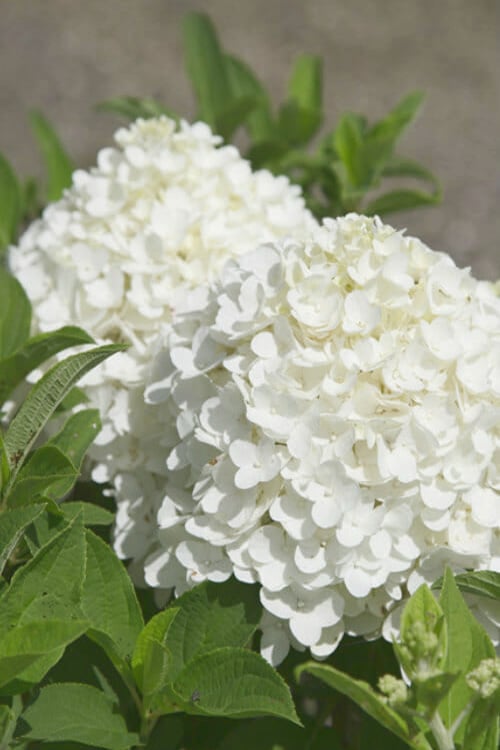  White Wedding Hydrangea - 2 Gallon Pot