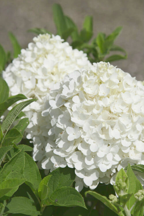  White Wedding Hydrangea - 2 Gallon Pot