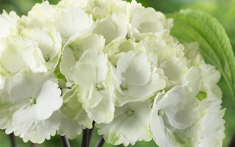  Zebra Hydrangea - 1 Gallon Pot