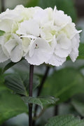  Zebra Hydrangea - 1 Gallon Pot