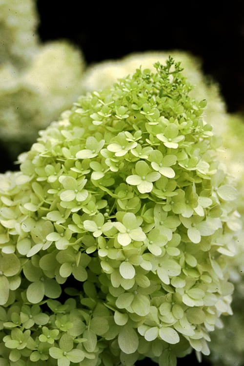  Limelight PeeGee Hydrangea - 7 Gallon Pot (3-4')