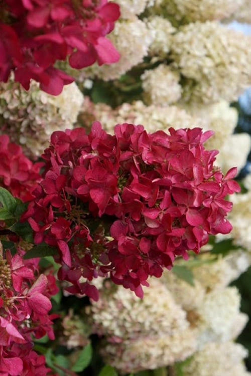  Diamond Rouge Hydrangea - 3 Gallon Pot