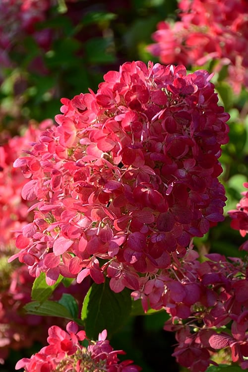  Diamond Rouge Hydrangea - 3 Gallon Pot