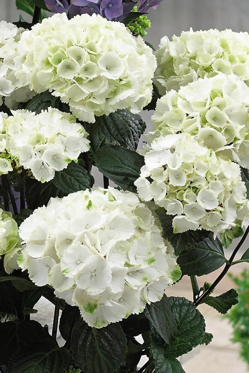  Zebra Hydrangea - 1 Gallon Pot