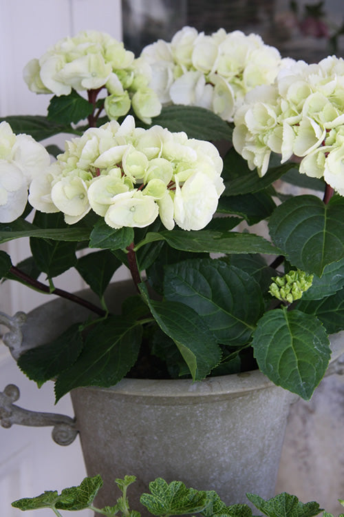  Zebra Hydrangea - 1 Gallon Pot