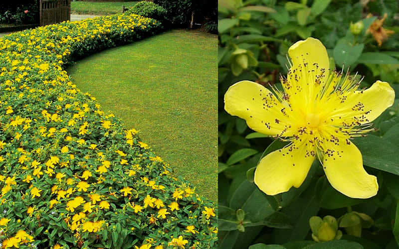  Creeping St Johns Wort - Hypericum Calycinum - 18 Pack Of Pint Pots
