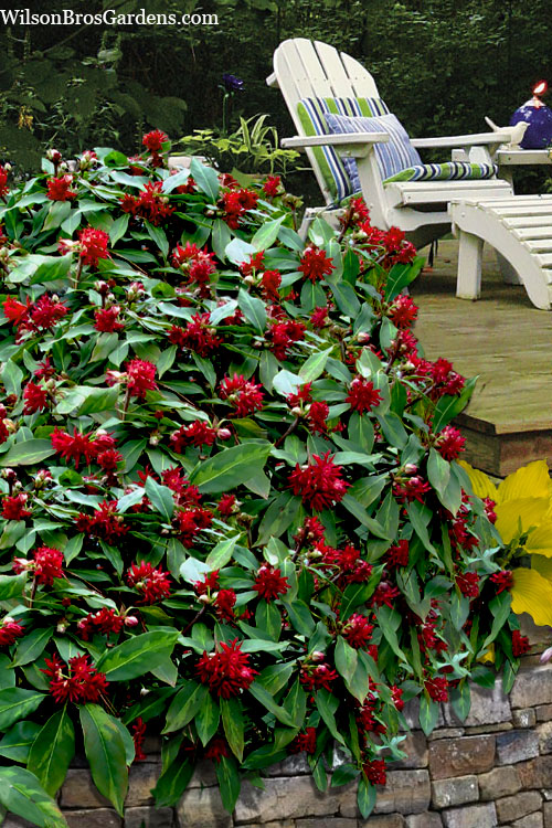  Miss Scarlett Florida Anise (Illicium Floridanum) - 1 Gallon Pot