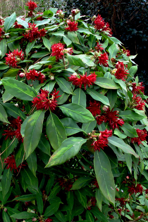  Miss Scarlett Florida Anise (Illicium Floridanum) - 1 Gallon Pot