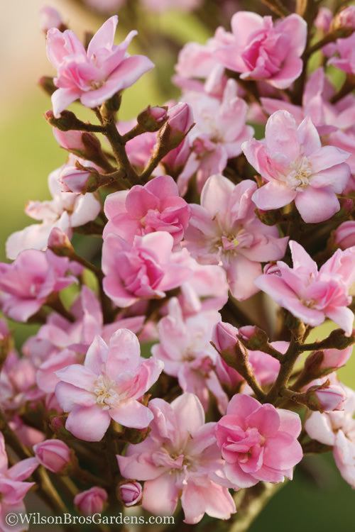  Rosalinda Majestic Beauty Indian Hawthorn Tree (Single Trunk) - 7 Gallon Pot