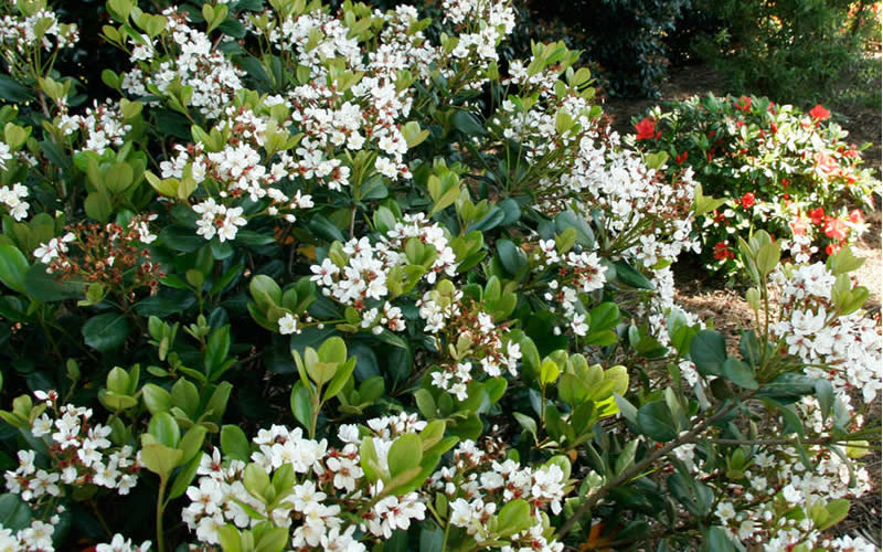  Spring Sonata Indian Hawthorne - 2 Gallon Pot