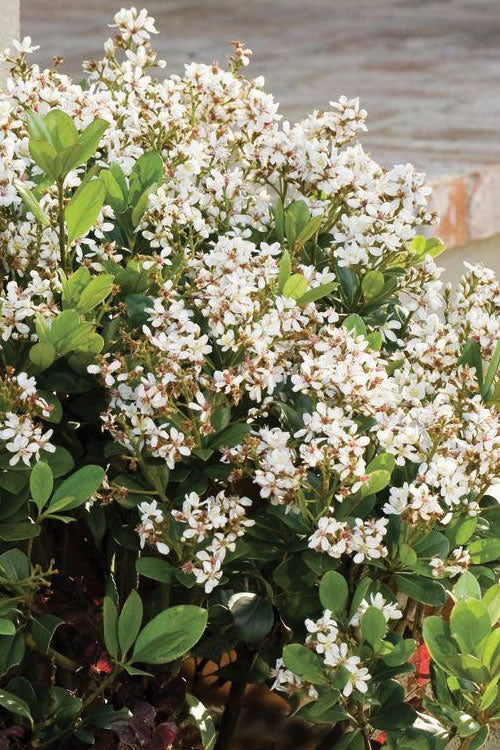  Spring Sonata Indian Hawthorne - 2 Gallon Pot