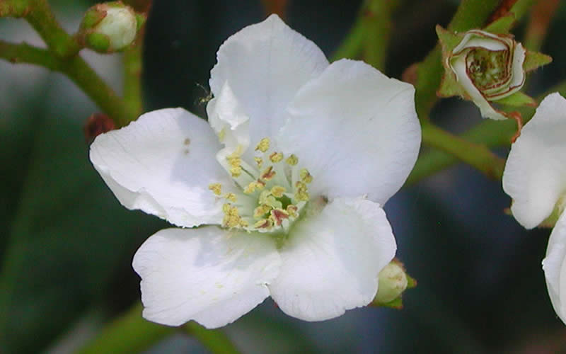  Spring Sonata Indian Hawthorne - 2 Gallon Pot