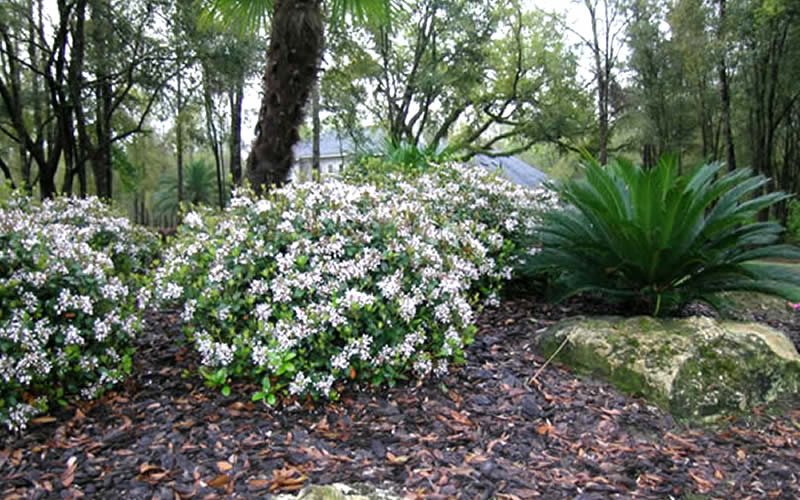  Spring Sonata Indian Hawthorne - 2 Gallon Pot