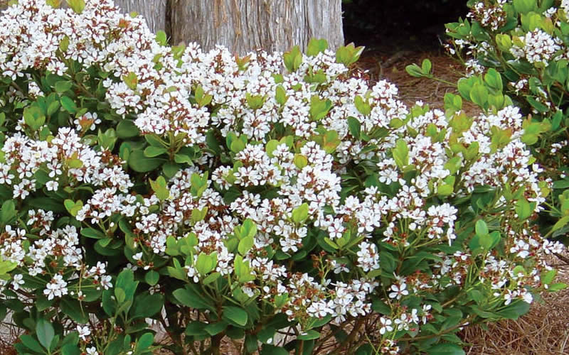  Spring Sonata Indian Hawthorne - 2 Gallon Pot