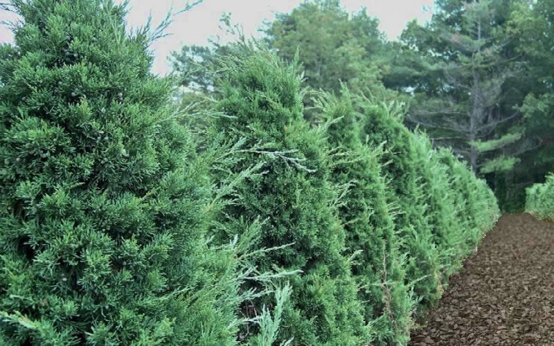  Iowa Juniper - 3 Gallon Pot