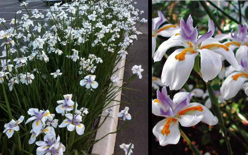  White African Iris - Fortnight Lily - Dietes Iridioides - 1 Gallon Pot
