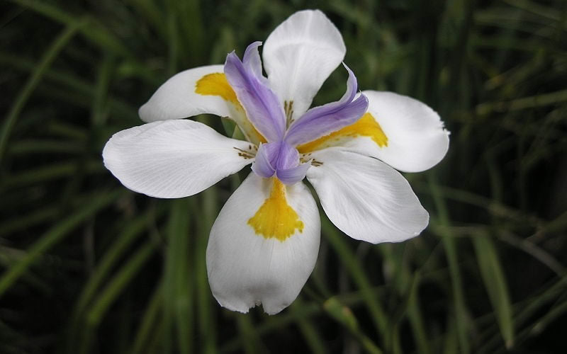  White African Iris - Fortnight Lily - Dietes Iridioides - 1 Gallon Pot