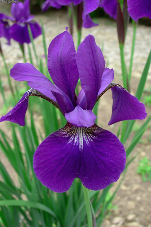  Caesar's Brother Siberian Iris - 6 Pack Of 1 Gallon Pots