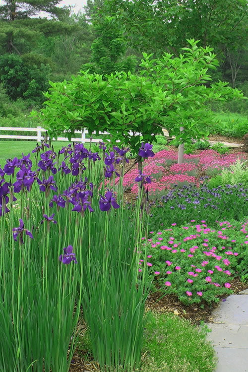  Caesar's Brother Siberian Iris - 6 Pack Of 1 Gallon Pots
