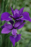  Caesar's Brother Siberian Iris - 6 Pack Of 1 Gallon Pots