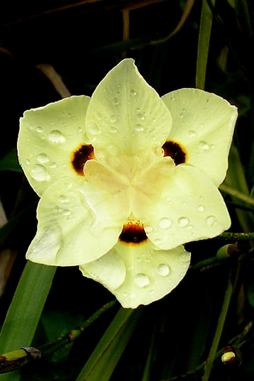  Yellow Butterfly African Iris - Dietes Bicolor - 1 Gallon Pot
