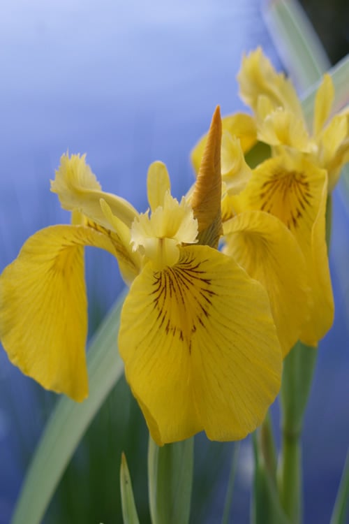  Yellow Flag Iris - 1 Gallon Pot