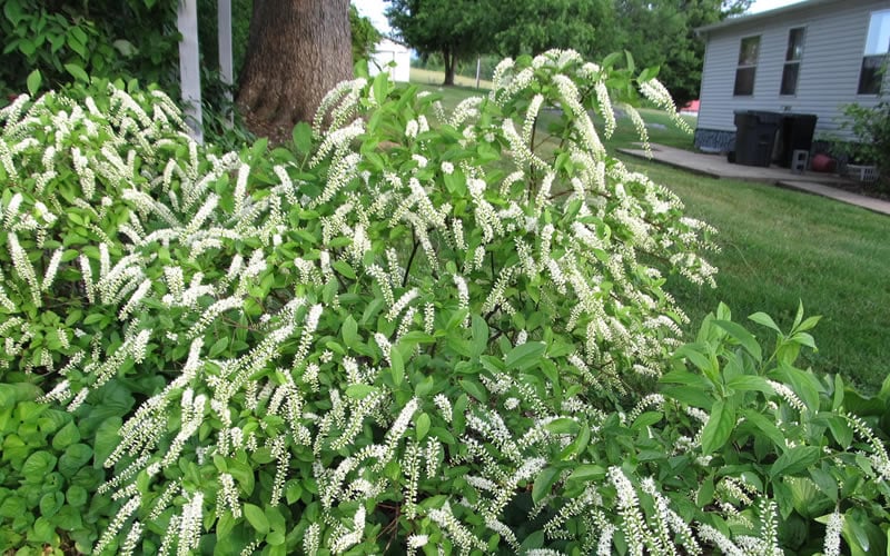  Henry's Garnet Virginia Sweetspire (Itea) - 7 Gallon Pot