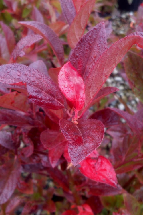  Henry's Garnet Virginia Sweetspire (Itea) - 7 Gallon Pot