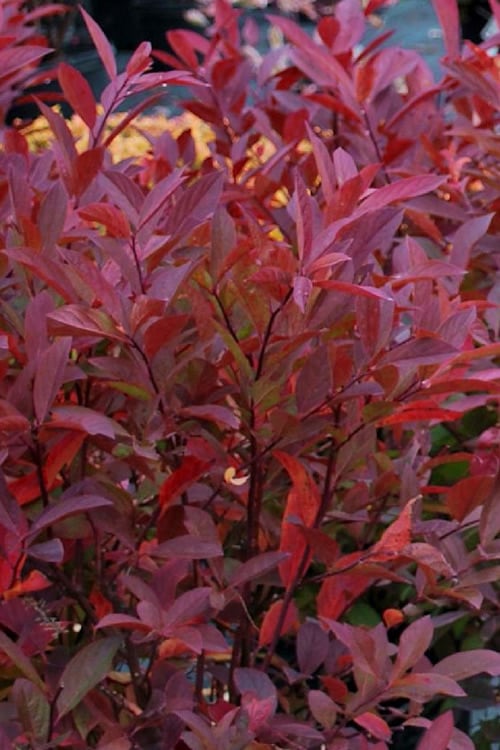  Henry's Garnet Virginia Sweetspire - Itea Virginica - 3 Gallon Pot
