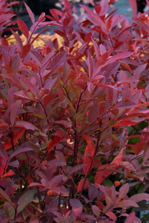  Henry's Garnet Virginia Sweetspire (Itea) - 7 Gallon Pot