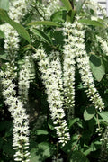  Henry's Garnet Virginia Sweetspire (Itea) - 7 Gallon Pot