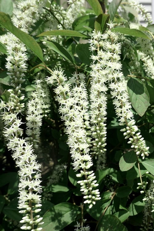  Henry's Garnet Virginia Sweetspire - Itea Virginica - 3 Gallon Pot