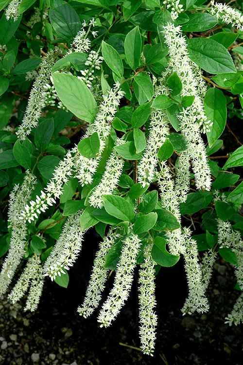  Henry's Garnet Virginia Sweetspire - Itea Virginica - 3 Gallon Pot
