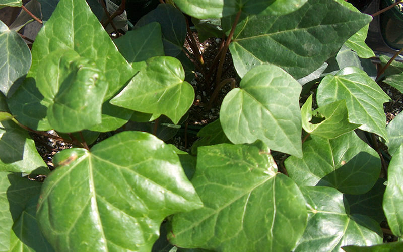  Algerian Ivy - Hedera Helix - 10 Count Flat Of Pint Pots