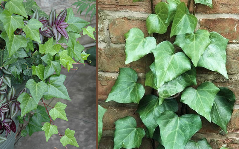  Algerian Ivy - Hedera Helix - 10 Count Flat Of Pint Pots