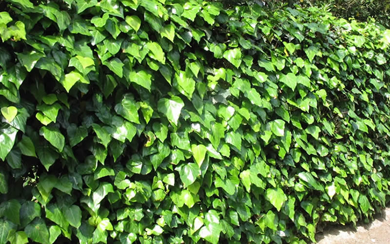  Algerian Ivy - Hedera Helix - 18 Count Flat Of Pint Pots