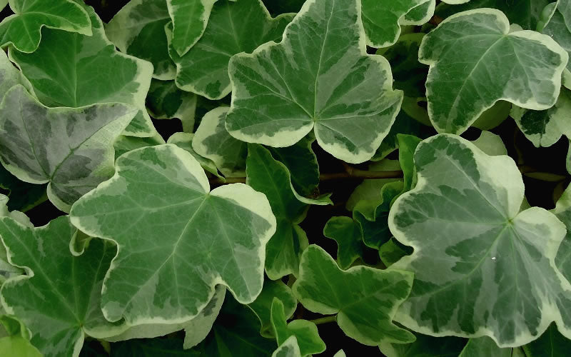 Anne Marie White Variegated Ivy (Hedera Helix) - 8 Pack Of 2.5" Pots