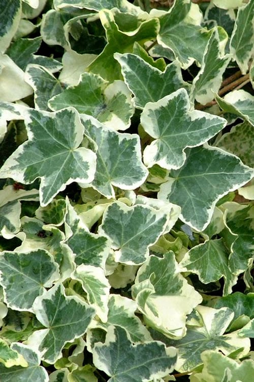  Anne Marie White Variegated Ivy (Hedera Helix) - 6 Pack Of 2.5" Pots