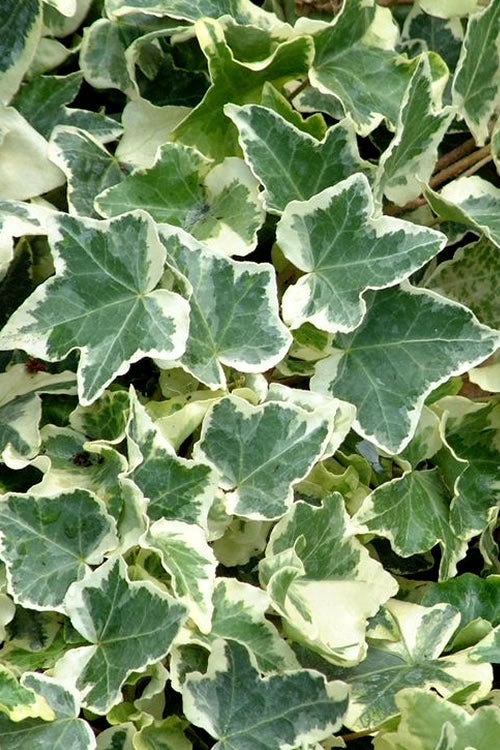  Anne Marie White Variegated Ivy (Hedera Helix) - 5 Pack Of Pint Pots