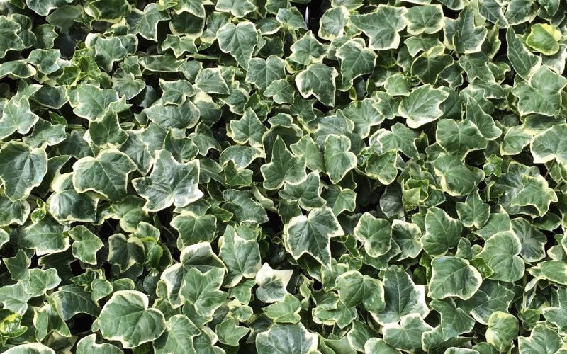  Anne Marie White Variegated Ivy (Hedera Helix) - 8 Pack Of 2.5" Pots