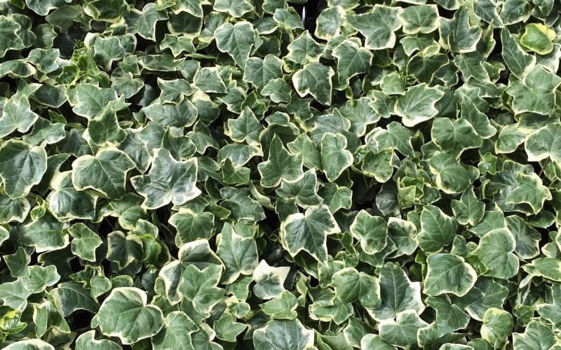  Anne Marie White Variegated Ivy (Hedera Helix) - 6 Pack Of 2.5" Pots