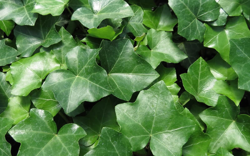  English Ivy - Hedera Helix - 18 Count Flat Of Pint Pots