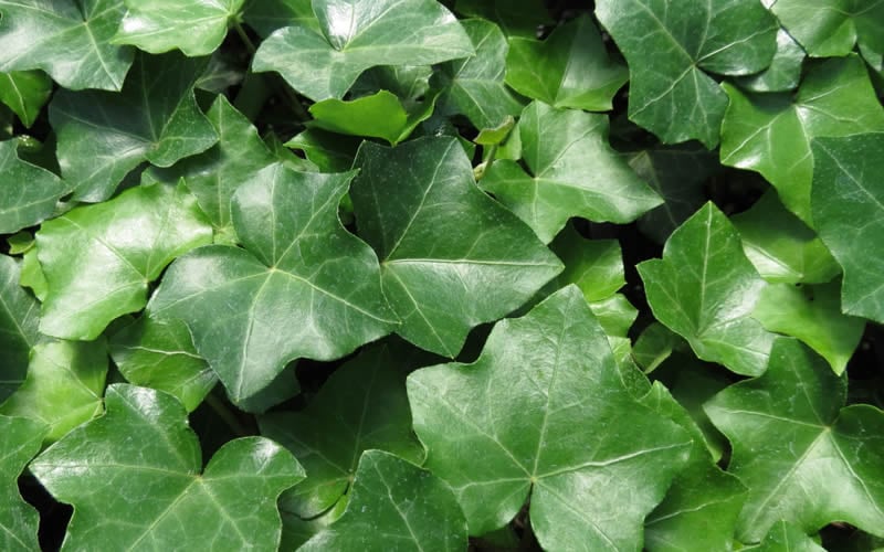  English Ivy (Hedera Helix) - 36 Pack Of 3.5" Pots