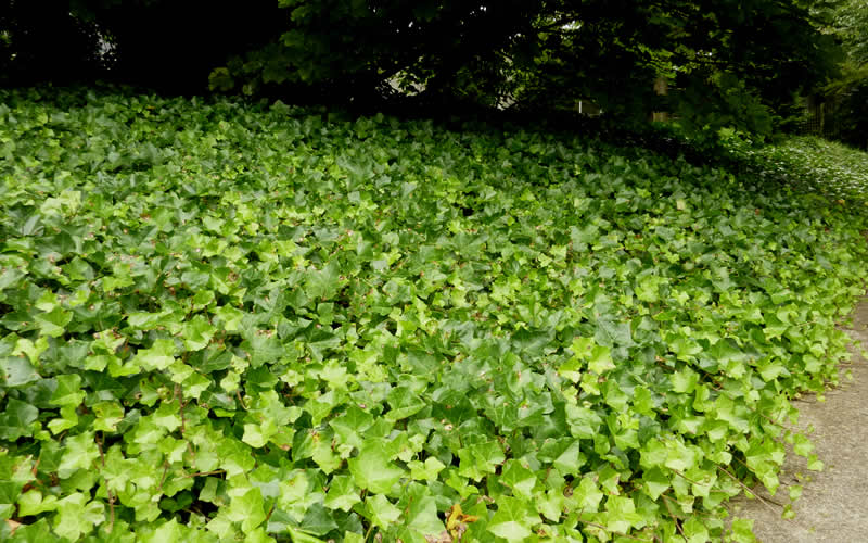  English Ivy - Hedera Helix - 18 Count Flat Of Pint Pots