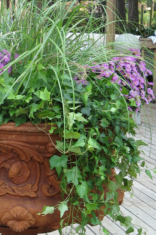  English Ivy - Hedera Helix - 18 Count Flat Of Pint Pots