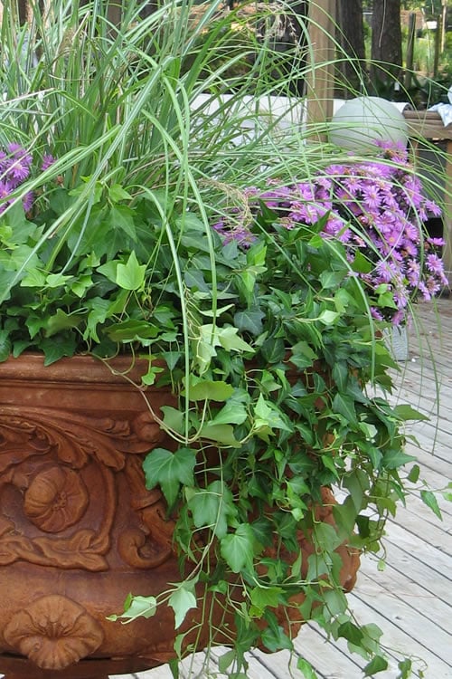  English Ivy (Hedera Helix) - 36 Pack Of 3.5" Pots