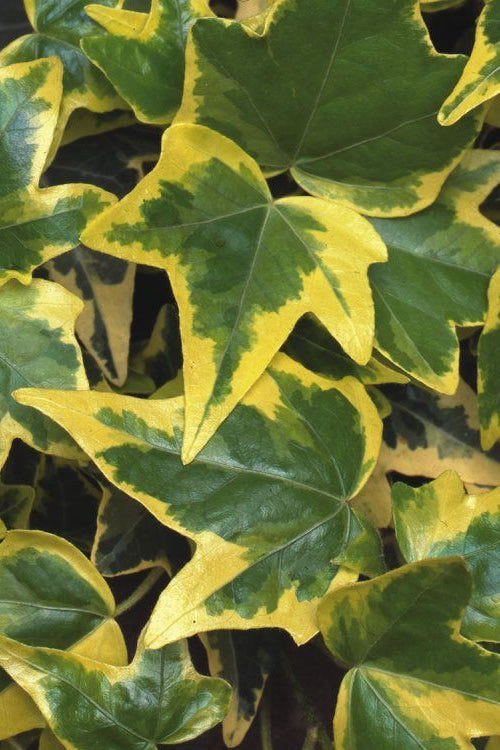  Gold Child Ivy (Hedera Helix) - 10 Pack Of Pint Pots